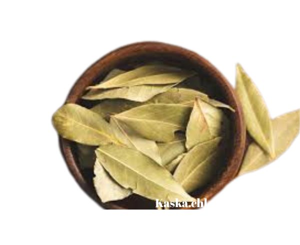 Laurel
