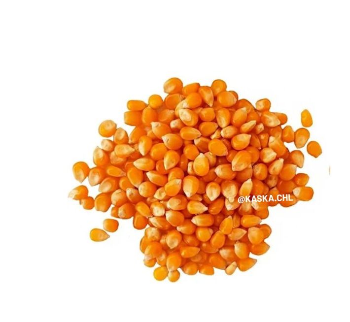 Maiz Curagua